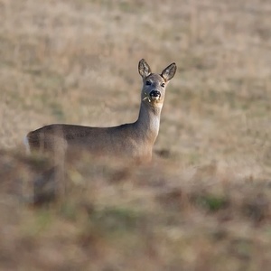 Capreolus capreolus