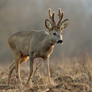 Capreolus capreolus