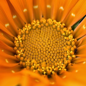 Gazania