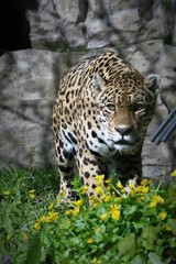 Gepard