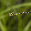 Blue Hawker