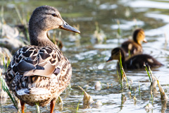 starostliva  mamina II