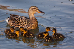 starostliva mamina este posledny
