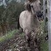 Veselý kôň I