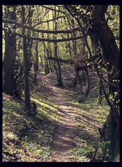 Cestička do zakazaneho lesa