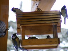 Pristihnutí pri vykrádaní