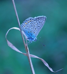 Motyľ