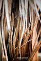 Woodline