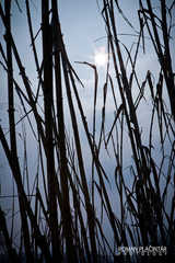 Cold Sun