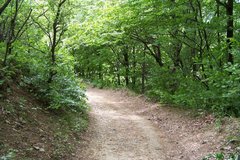 cesta