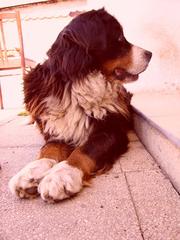 Bernský salašnícky pes