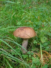 fešák