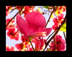 magnolia
