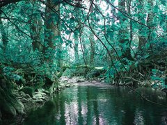Fangorn Forest