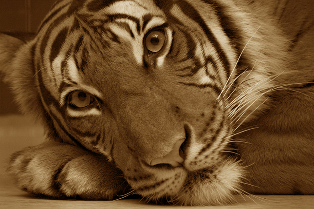 prebudny tiger