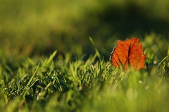 :: leaf ::