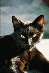 špako