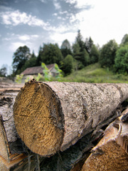 Polienka