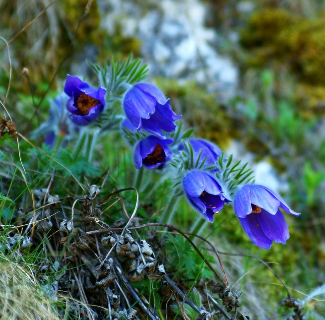 Poniklec veľkokvetý (Pulsatilla 