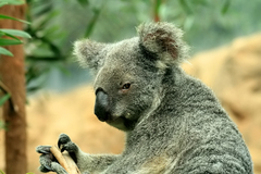 Koala