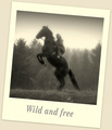 Wild and free