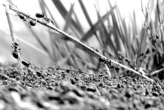 timova praca....so SAMANTHOU :-)