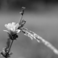 linie