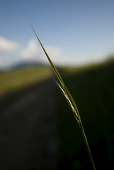 podvečerná,májová...