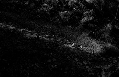 Na pytlacke stezce....