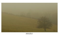 Hruška v poli