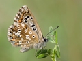 Pani coridonová