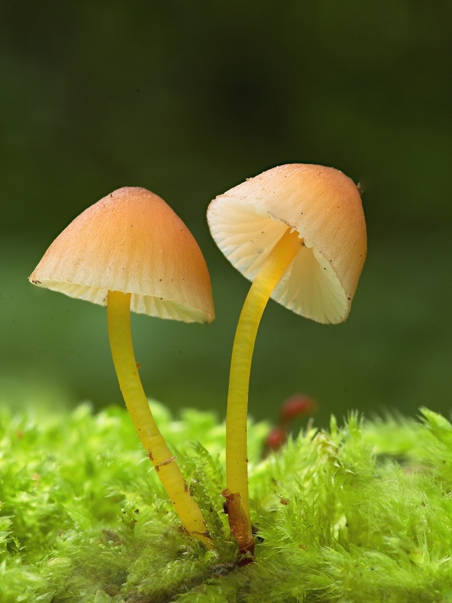 Mycena