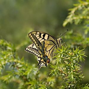 Papilio machaión