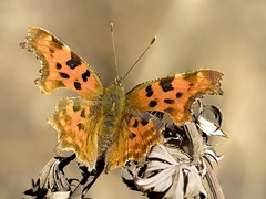 Prvá tohoročná...