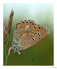 Obyvateľ lúk a stepí.