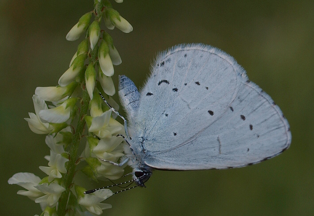 Modrý motýľ a kvet