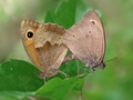 Motýlia " Kamasútra"