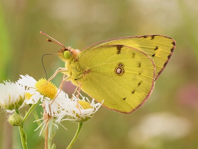 Žltáčik- Colias