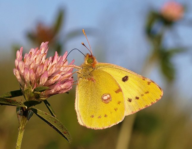 Colias - Žltáčik