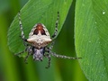 Pavúk samička