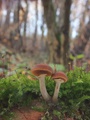 Marginata