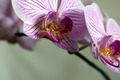 Falenopsis
