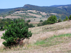 Polana