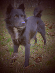 lomo fascination