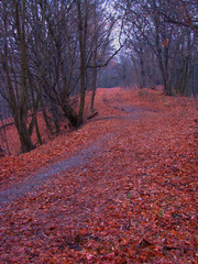 camino