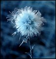 Modrý kvet.