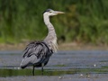 Ardea cinerea