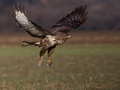 Buteo buteo