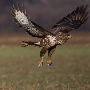 Buteo buteo