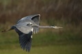 Ardea cinerea